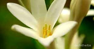 augmented_Polianthes tuberosa flower8_contrast_inc.jpeg
